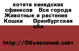 котята канадских сфинксов - Все города Животные и растения » Кошки   . Оренбургская обл.